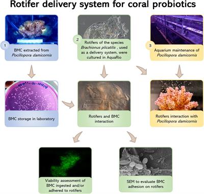 Delivering Beneficial Microorganisms for Corals: Rotifers as Carriers of Probiotic Bacteria